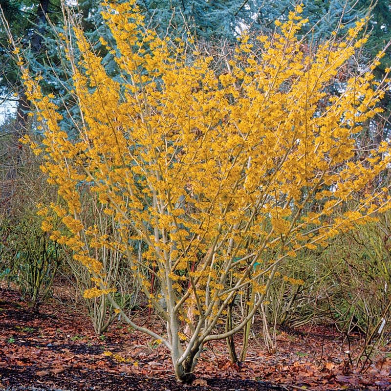 1 Pot Yellow Witch Hazel Shrub, Hardy Bush in Quart Pot, 6-13 Inch Tall Outdoor Landscape Plant