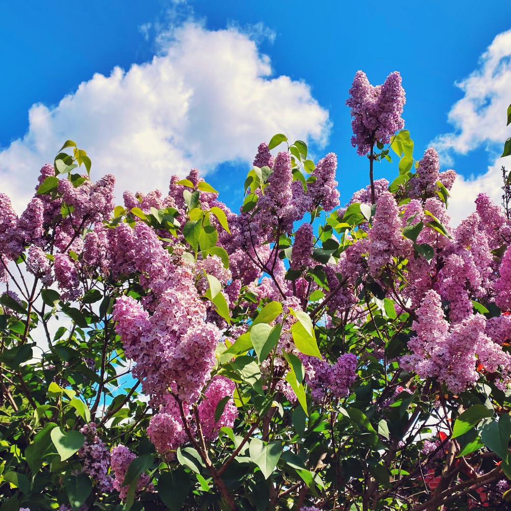 Set 2 Purple Lilac Syringa Plants, Lilac Bushes Live Plant for Planting, 5-10 Inches, Fragrant Lilacs Tree for Garden and Landscape