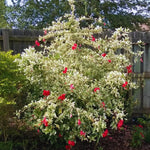 Hardy Hibiscus Plant Live, Variegated Red Hibiscus Tree Live Plant from 8 to 10 Inches Tall, Perennial Hibiscus Flower