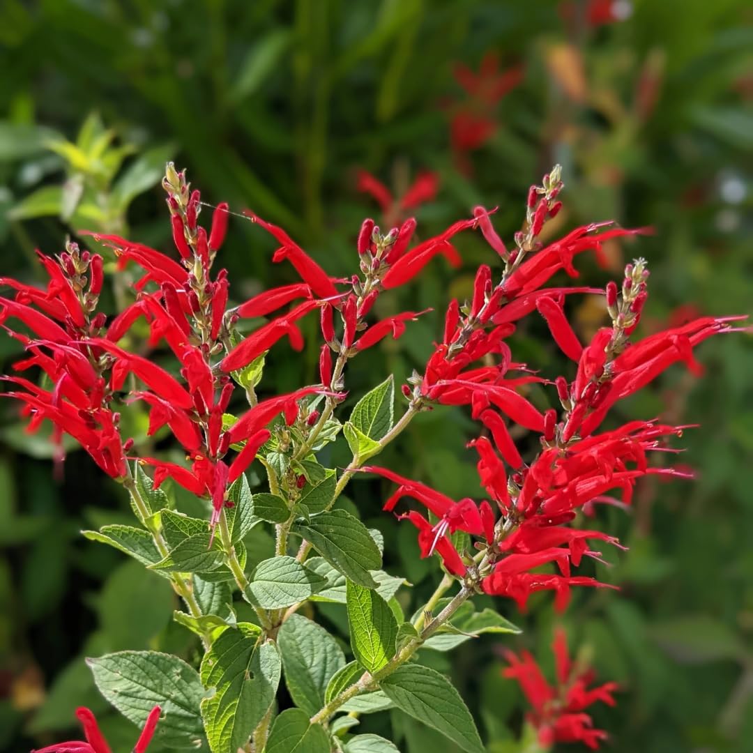 4 Fragrant Sage Salvia Live Plants, Planting in Spring Sage Plants Live, 5 to 10 Inches in Tall, Change Color (Pineapple)