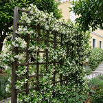 2 Confederate Jasmine Live Plants, Fragrant Flowering Shrubs, 4-6" Tall