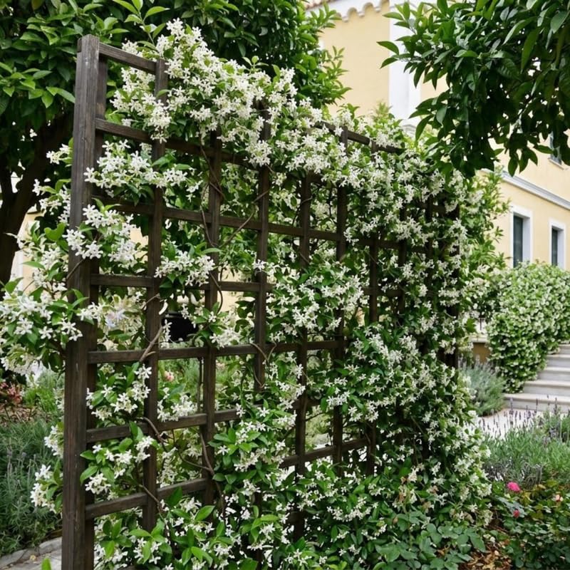 2 Confederate Jasmine Live Plants, Fragrant Flowering Shrubs, 4-6" Tall