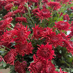 2 Red Mums Plants Live, Chrysanthemum Plants Live, 5 to 7 Inc in Height, Chrysanthemum Flower Live Plant Gardening, Mum Live Plant