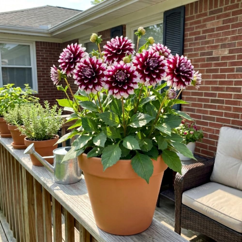 Set 2 Purple White Dahlia Tubers, Decorative Blooms with Striking White, Summer Flowering Perennial, Dahlia Flowers for Indoor Outdoor Growing