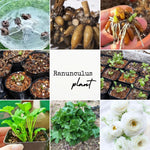 25 Ranunculus Bulbs for Spring Planting, Perennial Flowers Bulbs for Gardens, Vibrant Peony Buttercup Corms for Outdoor Borders (White Ranunculus)