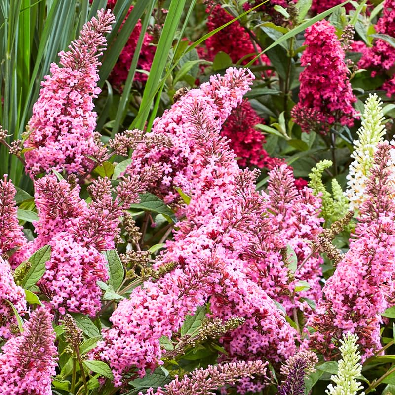 Pink Butterfly Bush Buddleia Butterfly Plant Live, 4-9" Tall Well-Rooted for Outdoor Gardens, Perennial Shrub, No Pot