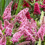 Pack 2 Butterfly Bush Live Plant, Fragrant Buddleia Shrub, 4-9 Inch Height, Vibrant Blooms for Landscaping (Pink Butterfly)