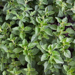 Pack 3 Oregano Plants, Perennial Oregano Plant, 3 to 6 Inch Tall, Fragrant Leaves Herb Mint Starter Plants for Outdoor Indoor Garden