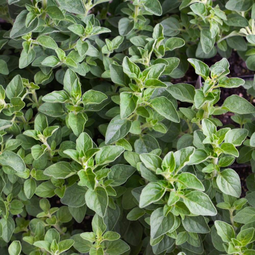 Pack 3 Oregano Plants, Perennial Oregano Plant, 3 to 6 Inch Tall, Fragrant Leaves Herb Mint Starter Plants for Outdoor Indoor Garden