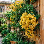 2 Bougainvillea Plants Live, Bougainvillea Live Plant, 4 to 6 Inc Tall, Flower Vine Plant Garden (Gold)