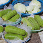 2 Long Luffa Plants Live, Luffa Gourd Plants Pot 4'', Vegetable Climbing Vine for Home Garden Backyard Trellis