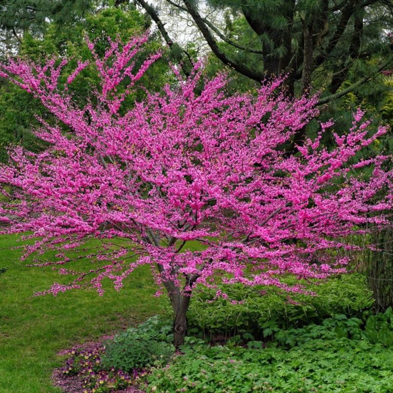 Eastern Redbud Tree Live Plant 6-10 Inches, Red Bud Tree Seedling, Ready to Grow Outdoor Garden, Dormant Redbuds