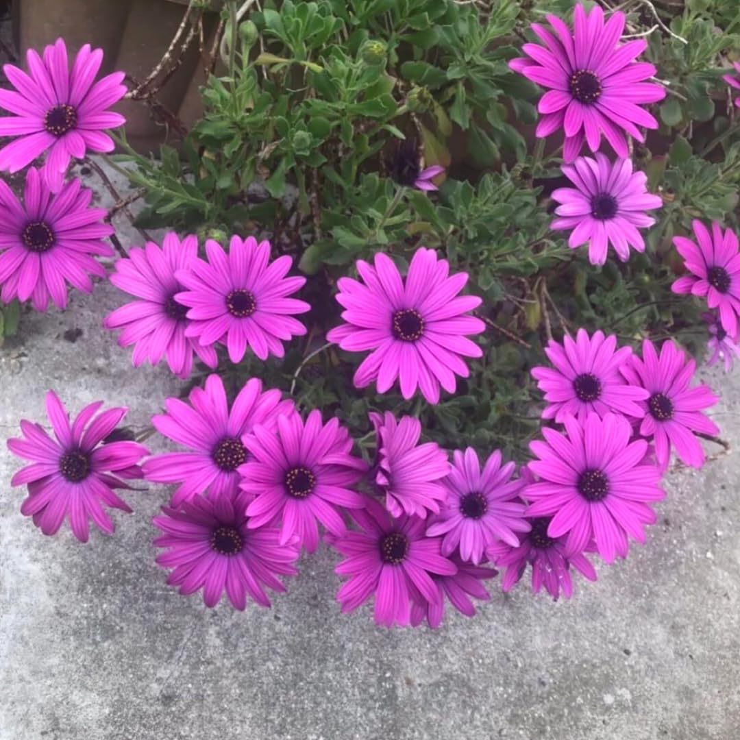 2 Osteospermum Plants Live, Purple African Daisy Flower Plants 4 Inc Potted, 2 Plants per Pot Garden Annual Flowering Plant Live, Purple Flower