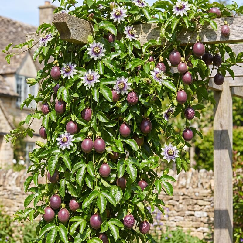Purple Passionfruit Plant Live 4-7 Inches Tall, Tropical Passion Fruit Vine for Garden, Patio Containers and Indoor Growing
