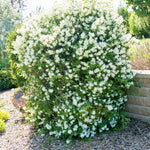 Philadelphus Mock Orange Trees Live Plants, 1 Year Old Bush in Pot, Climbing or Shrub Tree, Very Fragrant White Blooms, Cold Hardy