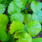 Pack 02 Green Plectranthus Swedish Ivy Plants Live, Live Swedish Ivy Plants, House Plant Live, 3 to 5 Inc Long, Swedish Ivy Live Plant for Garden