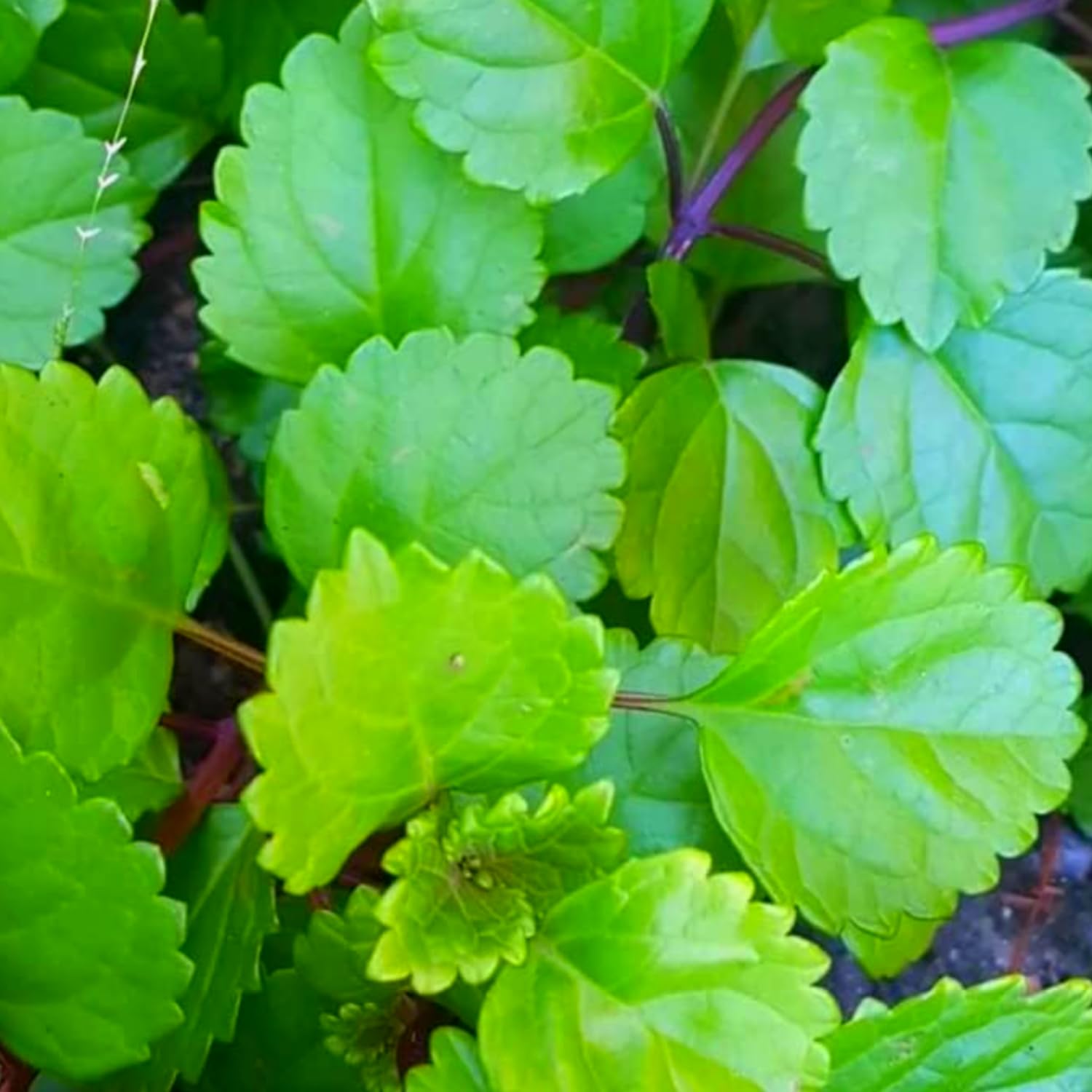 Pack 02 Green Plectranthus Swedish Ivy Plants Live, Live Swedish Ivy Plants, House Plant Live, 3 to 5 Inc Long, Swedish Ivy Live Plant for Garden