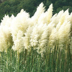 2 Grass Ornamental Grasses Seedlings, Live Grass Perennial Hardy Ornamental Plants, Outdoor Planting, 5-9" Tall (White Pampas)