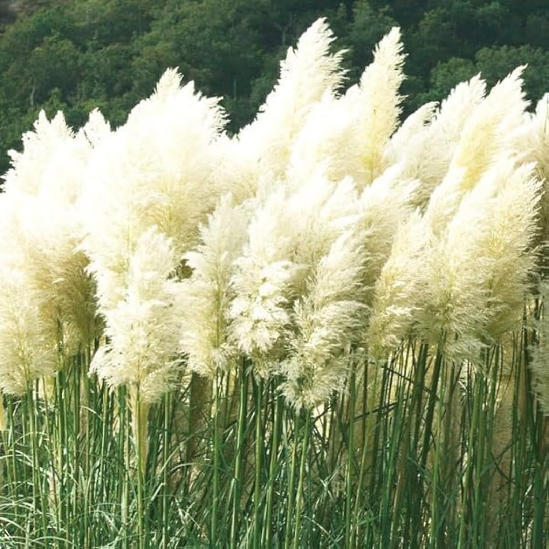 2 Grass Ornamental Grasses Seedlings, Live Grass Perennial Hardy Ornamental Plants, Outdoor Planting, 5-9" Tall (White Pampas)