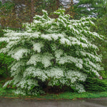 White Flowering Dogwood Tree Live Plant, 6 to 12 Inches Tall, Live Dogwood Tree, Shrub Plant