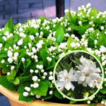 2 Gardenia Jasmine Plants Live, Climbing Jasmine Indoor Outdoor Live, Fragrant, 5-9" in Tall, No Pot, Hardy and Fast-Growing