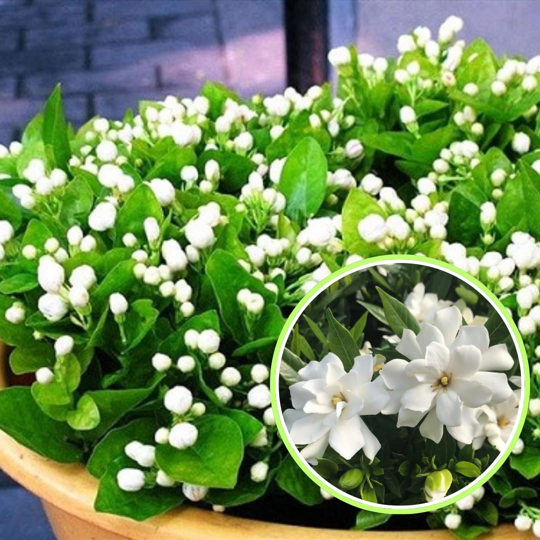 3 Climbing Jasmine Live Plants for Indoor Outdoor Planting, Gardenia Jasmine Plants Live, Fragrant, 5-8" in Tall, Hardy
