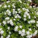 2 Maid of Orleans Jasmine Live Plants, Fragrant Flowering Shrubs, 4-6" Tall