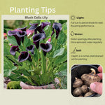 Pack 3 Black Calla Lily Bulbs - Calla Lily Flowering Bulbs for Garden and Containers, Easy to Grow Summer Blooms