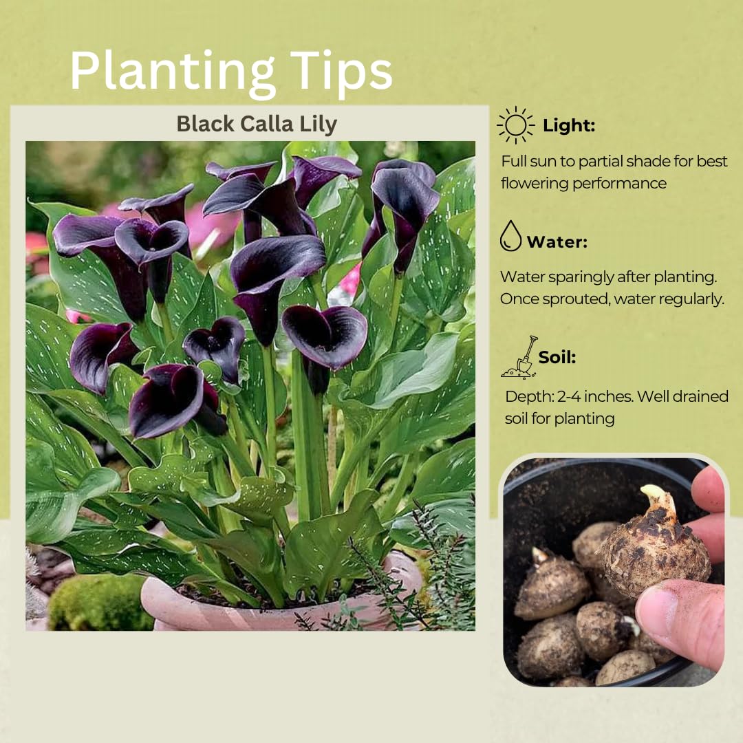 Pack 3 Black Calla Lily Bulbs - Calla Lily Flowering Bulbs for Garden and Containers, Easy to Grow Summer Blooms