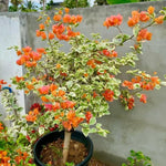2 Orange Ice Bougainvillea Plants Live, Flowering Bougainvillea Vine for Outdoor Garden or Trellis, 5-9 Inch Tall, Very Hardy