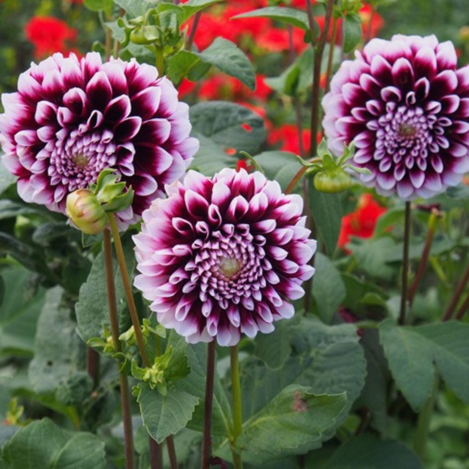 Set 2 White Purple Dahlia Bulbs, Dahlia Bulbs, Purple Flowering Bulbs for Garden Planting, Not Plants, Flower Bulbs for Growing