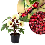 Red Roselle Plant 4" Pot, Roselle Live Flowering Garden Plant for Patio, Containers and Backyard, Hardy Tropical Outdoor Plant 6-8 Inches