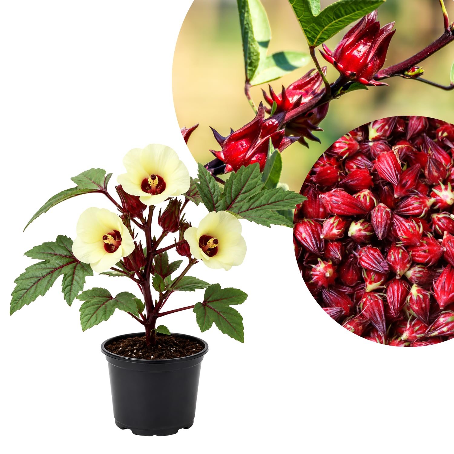 Red Roselle Plant 4" Pot, Roselle Live Flowering Garden Plant for Patio, Containers and Backyard, Hardy Tropical Outdoor Plant 6-8 Inches