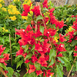 Combo 2 Bougainvillea Plants Live Trees, Outdoor Bougainvillea Plant for Trailing Flowering Vines or Bush Tree, 5-10” Tall, Well-Rooted Bougainvillea Vibrant Red