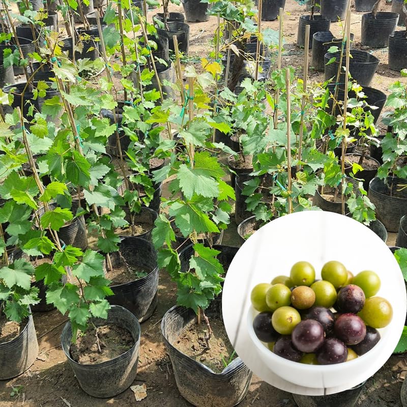 Bronze Grape Vines Live Plants for Planting, 5-10" Grape Tree for Outdoor Garden, Dormant in Winter, Cold Hardy, Sweet Flavor