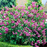 Lilac Plants Live Ready to Plant, 2 to 2.5 Feet Lilac Shrub, Purple Lilac Tree Live Plant, Purple Lilac Tree