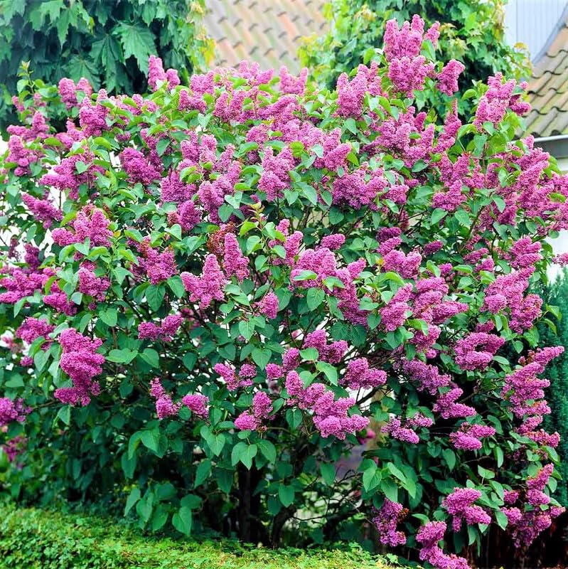 Lilac Plants Live Ready to Plant, 2 to 2.5 Feet Lilac Shrub, Purple Lilac Tree Live Plant, Purple Lilac Tree