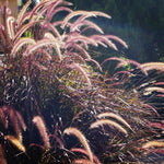 Fountain Grass Plant Live for Planting, 5-9 Inch Tall, Ornamental Grasses Live Plants Perennial (Red Purple Fountain Grass)