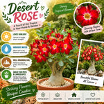 Red Desert Rose Live Plant, Adenium Succulent, 4-6" Tall