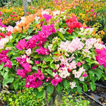 2 Assorted Bougainvillea Plants Live, Flowering Bougainvillea Vine for Outdoor Garden or Trellis, 5-9 Inch Tall, Very Hardy