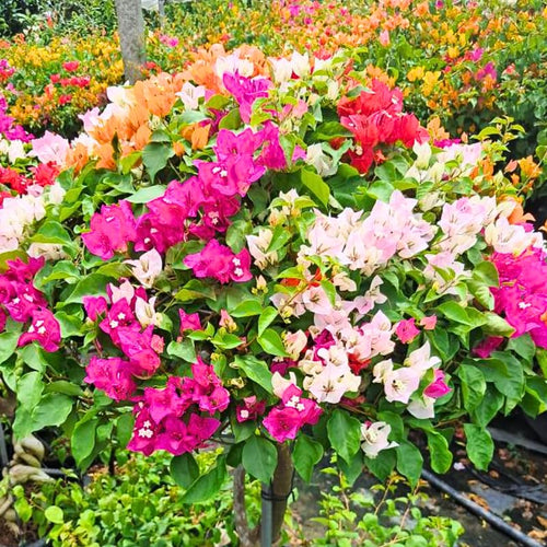 2 Assorted Bougainvillea Plants Live, Flowering Bougainvillea Vine for Outdoor Garden or Trellis, 5-9 Inch Tall, Very Hardy