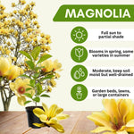 Magnolia Tree Live Plant 4-8 Inches, Pink Blooms Magnolia Bush, Fragrant Magnolia for Growing (Yellow Magnolia)