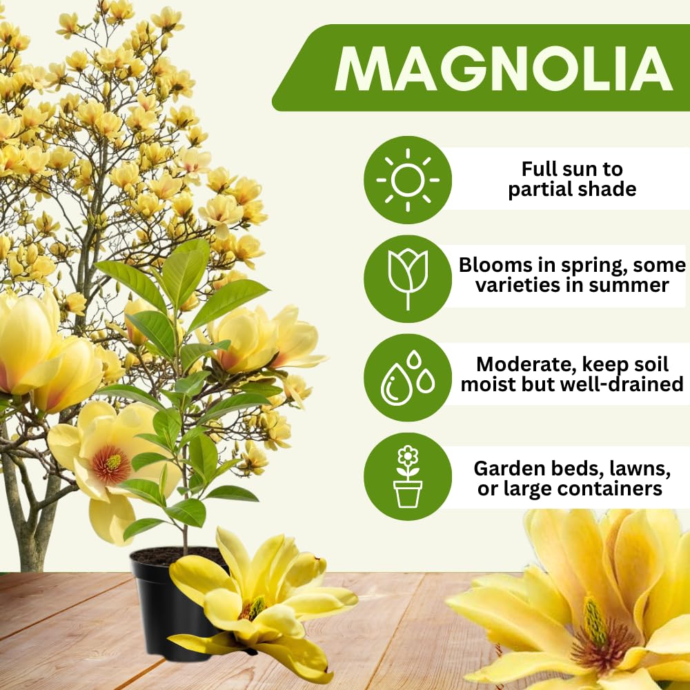 Magnolia Tree Live Plant 4-8 Inches, Pink Blooms Magnolia Bush, Fragrant Magnolia for Growing (Yellow Magnolia)