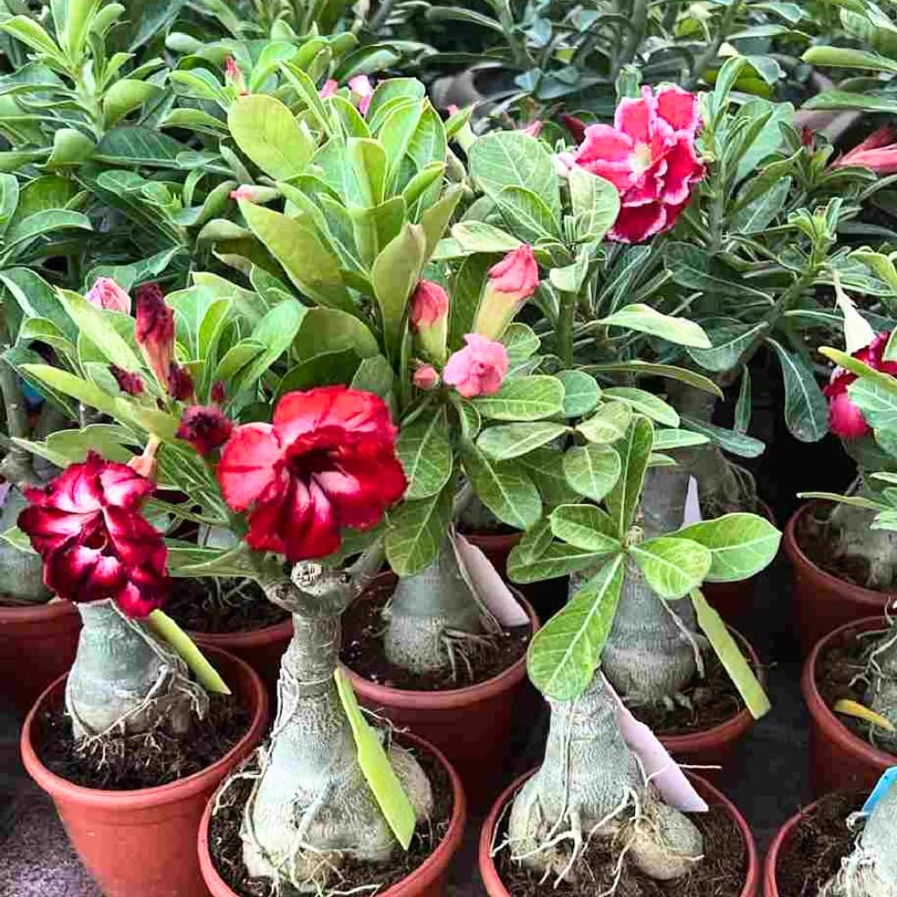 Set 2 Mixed Desert Rose Plants Live, Adenium Obesum, 4–8 Inch Tall, Well-Rooted Succulent Plants
