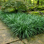 Set of 2 Mondo Grass Live Plant 4-6 Inches Tall, Ornamental Grass Live Plants, Low Maintenance, Ideal for Outdoor Gardening