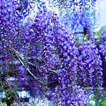 2 Wisteria Plants Live Trees Vines for Home Décor, Outdoor Planting, Size 6-12", Dormant in Winter, Hardy