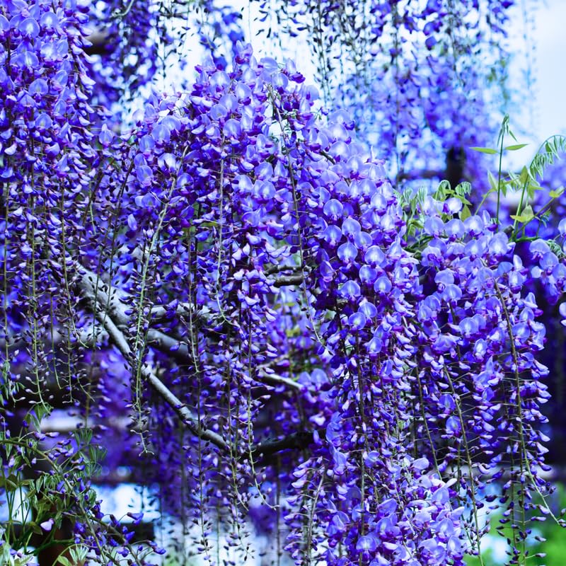 2 Wisteria Plants Live Trees Vines for Home Décor, Outdoor Planting, Size 6-12", Dormant in Winter, Hardy