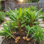 4 Yellow Turmeric Live Plants, Curcuma Turmeric Well Rooted 4-7 Inch Tall, Garden, Patio and Indoor Herb Growing