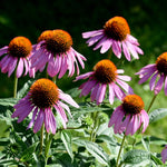 Set 3 Coneflower Echinacea Plants Rooted, 3 to 5 Inch, Perennial Flower Outdoor Garden