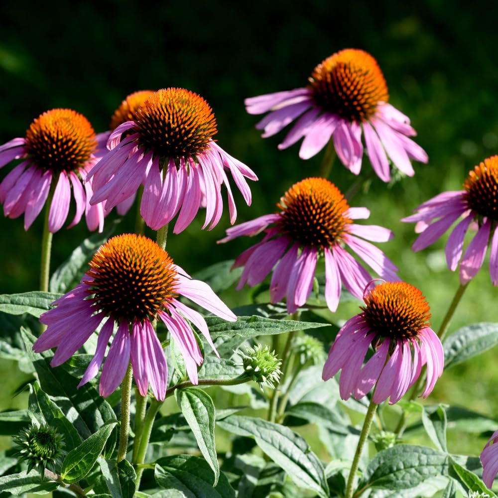 Set 3 Purple Coneflower Echinacea Plants Rooted, 3 to 5 Inch, Perennial Flower Outdoor Garden